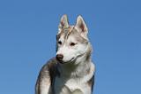 SIBERIAN HUSKY 910
